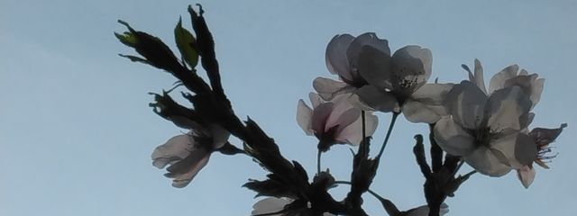 スカイム🍓（活動停止)さんの壁紙画像