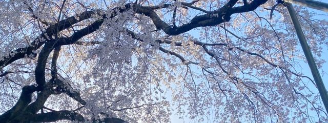 ピノさんの壁紙画像