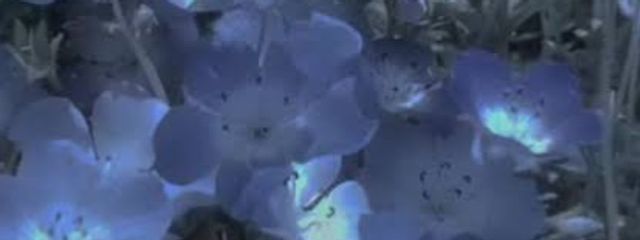 ➷作者さんの壁紙画像