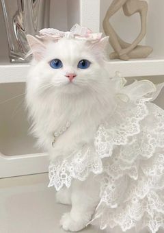 K-POP界の姫、天然です。