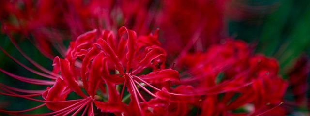 曼珠沙華さんの壁紙画像