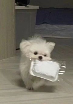 僕のポピー