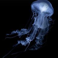 臣さんのアイコン画像