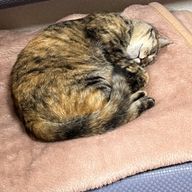 あおい※フォローしたい場合は「交互受付部屋」へさんのアイコン画像