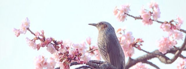 はるいろさんの壁紙画像