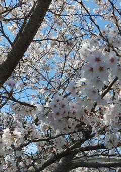 うちの監督生は2人居て、しかもどっちも特級呪術師(最強&最強)でした