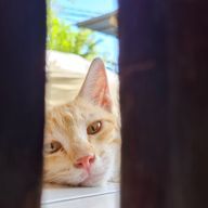 Vny 🕊📗さんのアイコン画像