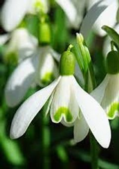 比べられる僕／俺達＜桃青＞