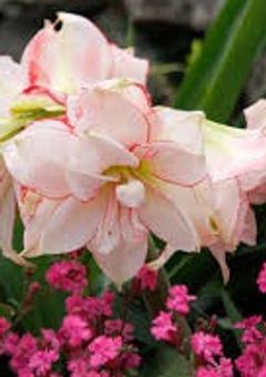 陽気で華麗なアマリリス