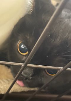 あなたはだぁれ？