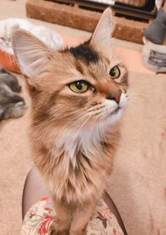 1匹の元野良猫×8LOOM 修正中ー