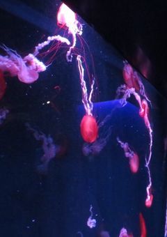 𝘵𝘢𝘭𝘬 𝘳𝘰𝘰𝘮  𝜗𝜚 ‧₊˚ ⊹