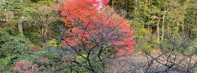 はるさんの壁紙画像