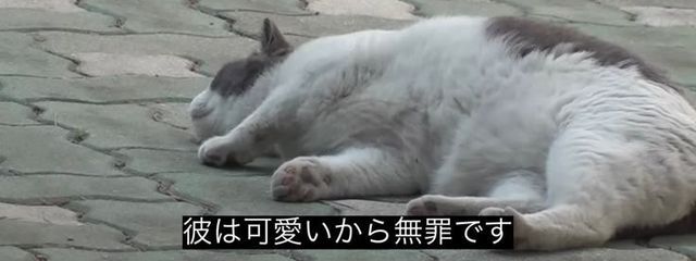 鯖完さんの壁紙画像