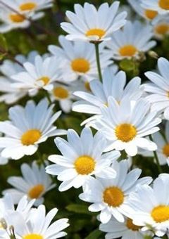 Margaret