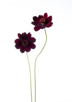 チョコレートコスモス