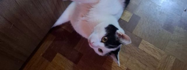 neko^. .^ ੭さんの壁紙画像