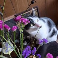 neko^. .^ ੭さんのアイコン画像