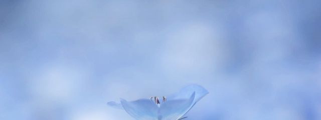 Aoさんの壁紙画像