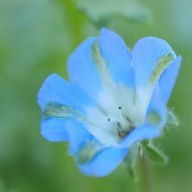 Aoさんのアイコン画像