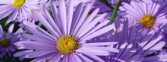 リコールさんの壁紙画像