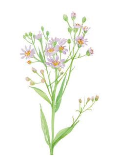 桜 の 舞 う 季 節 、 俺 は ま た 君 を 思 い 出 す