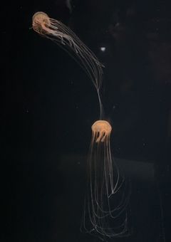 僕の執事は無表情です