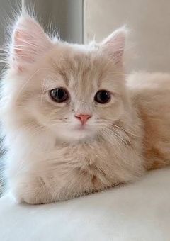 拾った_____が獣人だった件について