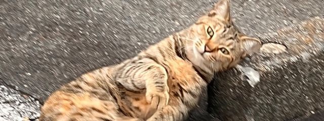 咲夜様さんの壁紙画像