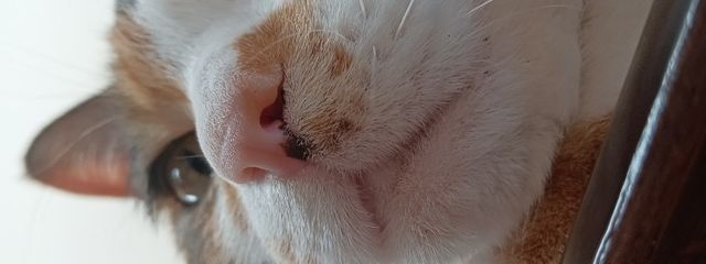 小鈴陽菜乃（ひーちゃん）＠🦕👑＠🐈‍⬛⚔️🎧さんの壁紙画像