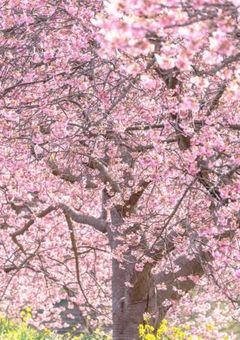 桜色の音色-ピアニストと元歌い手の恋-