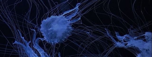 ののさんの壁紙画像