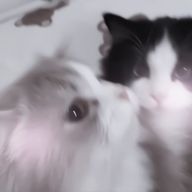 ののさんのアイコン画像