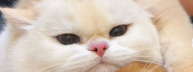 Adoさんの壁紙画像