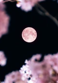 淡い、桃色の満月の夜に