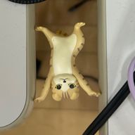 釜爺さんのアイコン画像