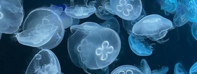 るるさんの壁紙画像