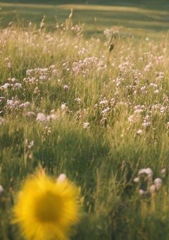 秘密基地においでよ