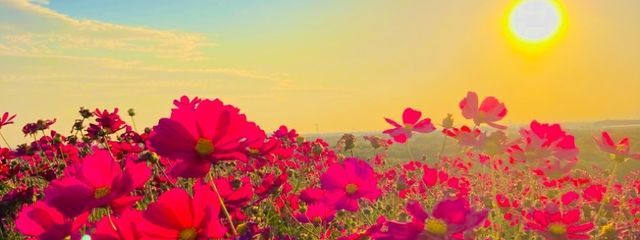 ゆみさんの壁紙画像