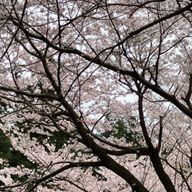 🎞🥀さんのアイコン画像