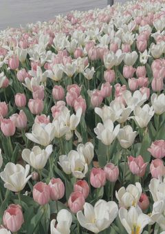 まるであの花のような。【短編集】