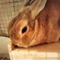 ひな！さんのアイコン画像