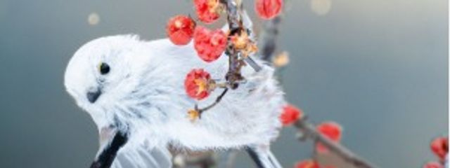 灰と桜の林檎さんの壁紙画像