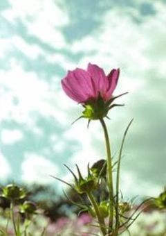 名のない花は名のある花を嫌う