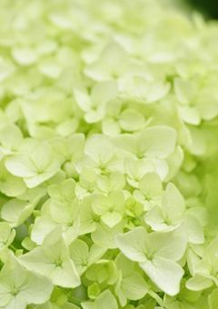 愛してなんて、言わないけどさ。