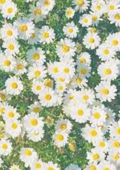 僕の夢みたいな物語