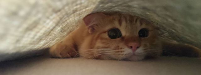 あお🐾＠低浮上さんの壁紙画像