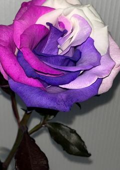 にじさんじ 【短編集・反応集】