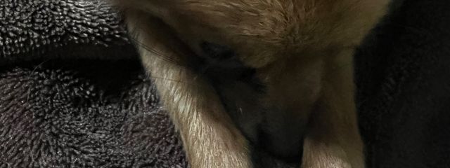ウチのペットが最強に可愛いすぎる🐶こと南さんの壁紙画像