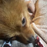 ウチのペットが最強に可愛いすぎる🐶こと南さんのアイコン画像